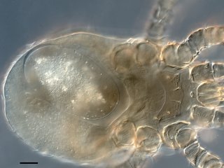 Самка клеща M. Leislerianus с внутриутробным яйцом / Фото предоставлено Марией Орловой / ©Пресс-служба ТГУ / Автор: Ольга Кузьмина