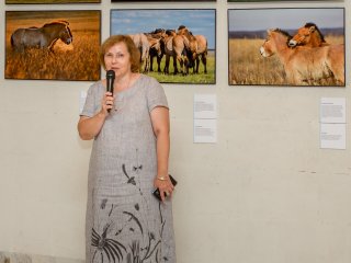 «Лошадь Пржевальского: последняя дикая лошадь на Земле»…