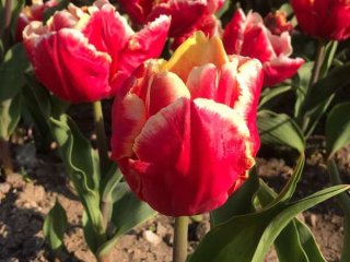 Сегодня в Никитском ботаническом саду стартует виртуальный Парад тюльпанов…