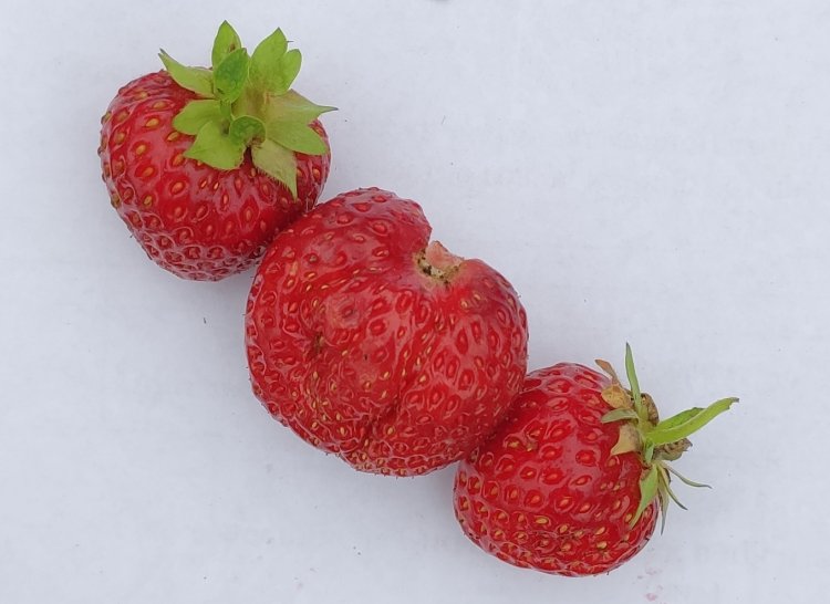 Внешний вид ягод земляники садовой сорта Первоклассница.