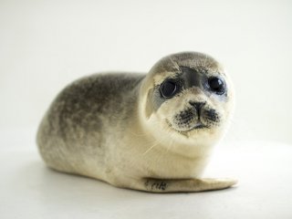 Детеныши тюленей могут менять тон голоса