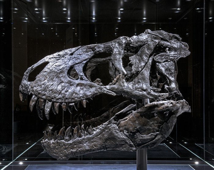 Тираннозавр рекс Тристан Отто страдал остеомиелитом 