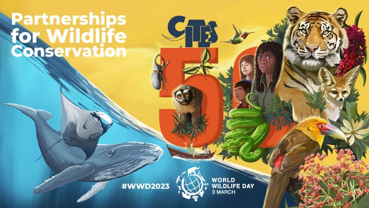 Иллюстрация к кампании Всемирного дня дикой природы 2023 г. на тему «Сотрудничество для сохранения дикой природы»