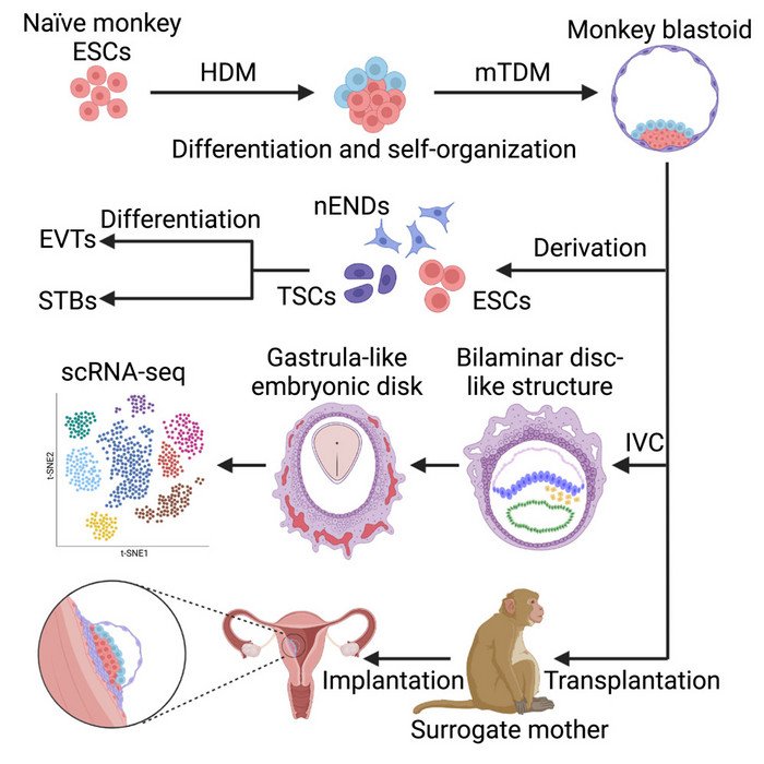 Китайские ученые создали эмбрионоподобные структуры из эмбриональных стволовых клеток обезьяны