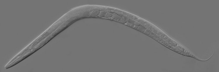 Caenorhabditis elegans.  Автор: Kbradnam / Zeynep F. Altun. Источник: Wikipedia