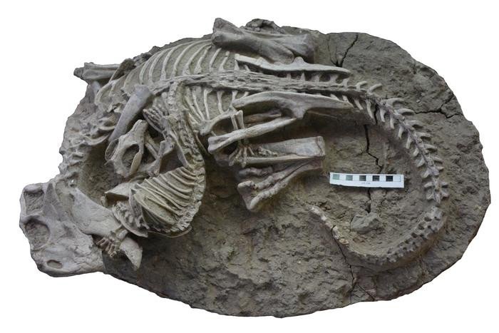 Найдено окаменелое свидетельство нападения млекопитающего на динозавра
