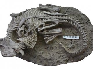 Найдено окаменелое свидетельство нападения млекопитающего на динозавра