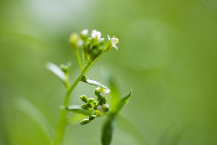 Цветение Arabidopsis thaliana. Фото: Adam Seluzicki / Salk Institute