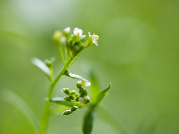 Цветение Arabidopsis thaliana. Фото: Adam Seluzicki / Salk Institute