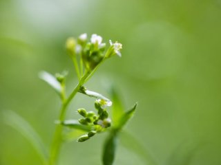 Цветение Arabidopsis thaliana. Фото: Adam Seluzicki / Salk Institute