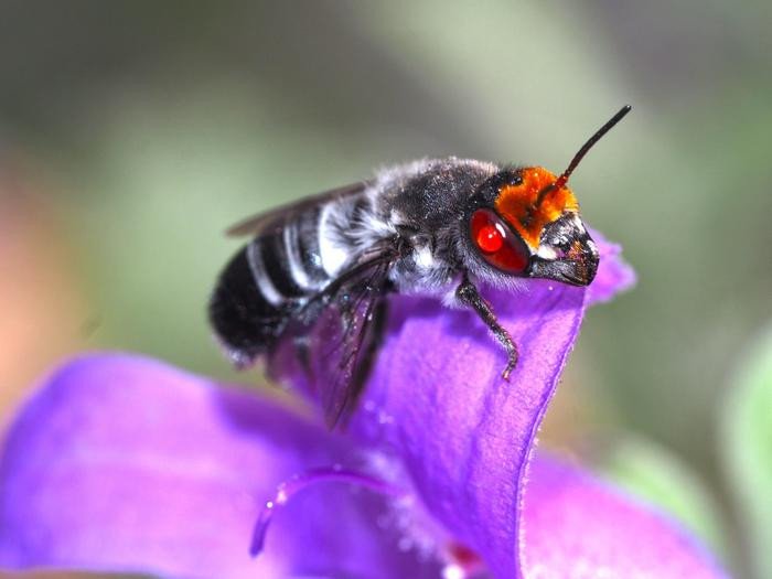 Пчела вида Megachile aufrions.Фото: Kit Prendergast / Curtin University