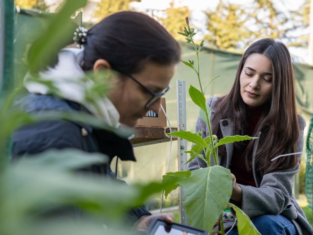 Анализ спектральных индексов и фотосинтетической активности в листьях табака в холоде и в нормальных условиях. Автор Евгений Грох