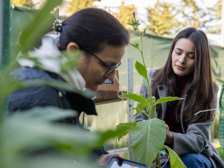Анализ спектральных индексов и фотосинтетической активности в листьях табака в холоде и в нормальных условиях. Автор Евгений Грох