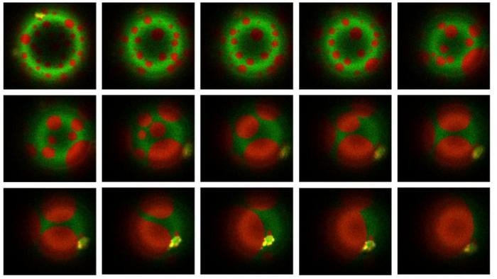 Микобактерии выработали сложные способы захвата иммунных клеток человека и предотвращения их разрушения. Они укрепляют внутреннюю мембрану, чтобы пищеварительные ферменты в лизосомах не могли убить бактерии. Фото: Ayush Panda / Biophysical Society