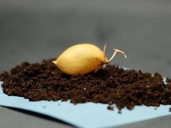 Для этого исследования ученые выбрали сорт нута «Майлз». Благодаря компактным размерам и устойчивости к неблагоприятным условиям его можно выращивать в условиях ограниченного пространства. Фото: University of Texas Institute for Geophysics / Sara Santos