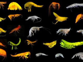 Коллаж с изображением 24 новых видов бокоплавов, обнаруженных в зоне Кларион-Клиппертон. Фото: National Oceanography Centre, Southampton / Anna Jażdżewska