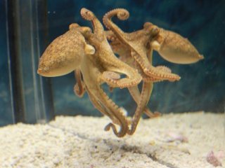 Калифорнийский двупятнистый осьминог перед зеркалом в лаборатории осьминогов в Дартмутском колледже. Фото: Mary Kieseler / Dartmouth College