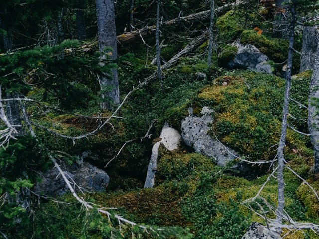 Источник фото: Анастасия Тамаровская / ФИЦ КНЦ СО РАН