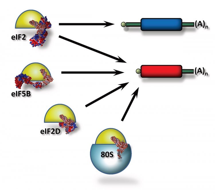 Безлидерная мРНК способна направлять белковый синтез в клетках человека любым из четёрых возможных способов.
