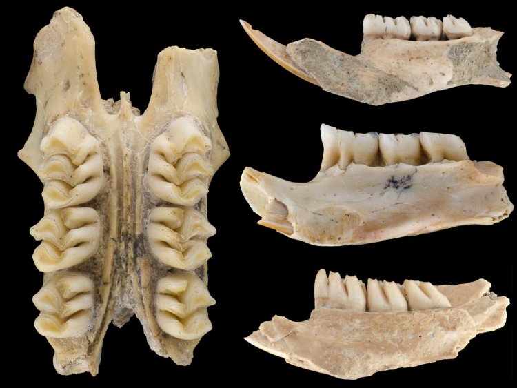 Зубы древних облачных крыс. Фото: Lauren Nassef, Field Museum