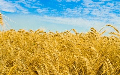 какие сельские культуры выращивают в россии. Смотреть фото какие сельские культуры выращивают в россии. Смотреть картинку какие сельские культуры выращивают в россии. Картинка про какие сельские культуры выращивают в россии. Фото какие сельские культуры выращивают в россии