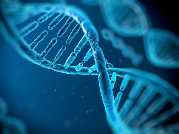 В ДНК человека более 100 генов других организмов