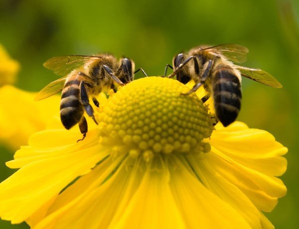 Дикие пчелы работают вместо домашних