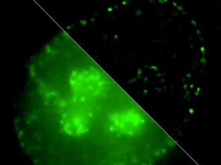 Ученые МГУ исследовали способы упаковки ДНК в клеточном ядре