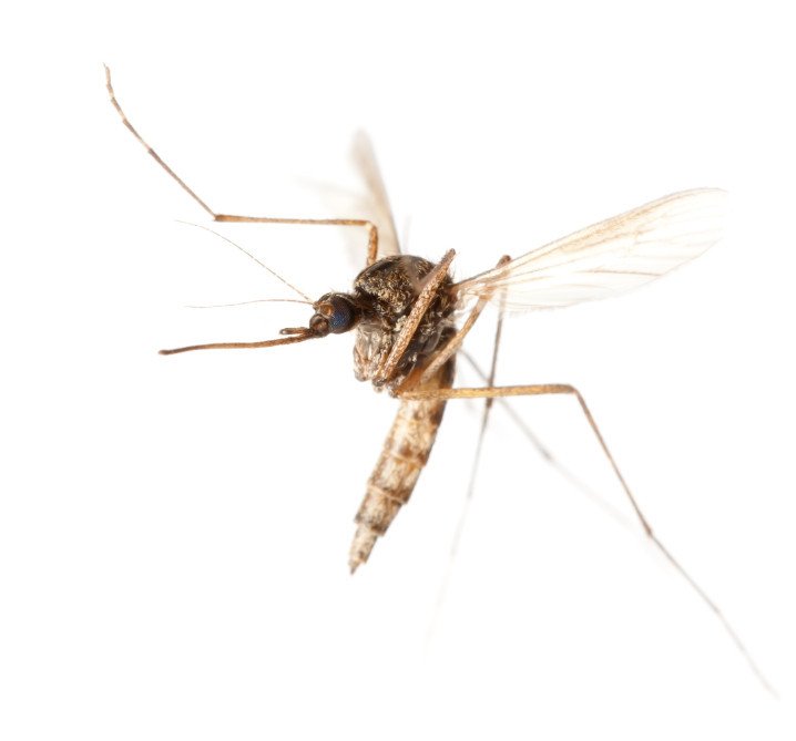 Комары не только машут крыльями, но и вертят