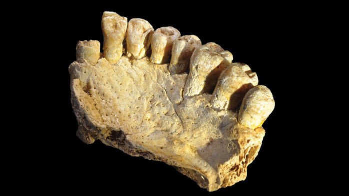 Древняя челюсть указала на ранний выход людей из Африки