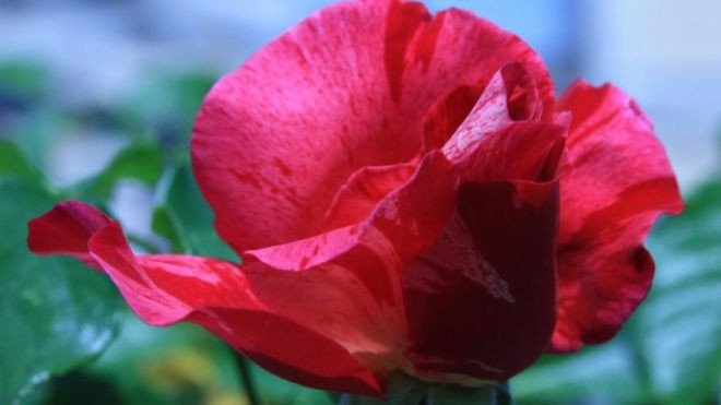 Ученые расшифровали геном розы