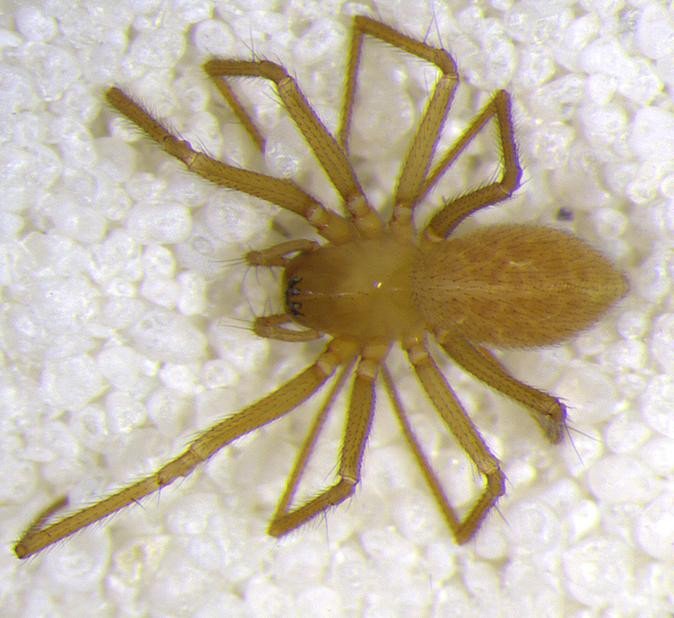 В пещере американского штата Индиана обнаружен новый вид пауков рода Islandiana