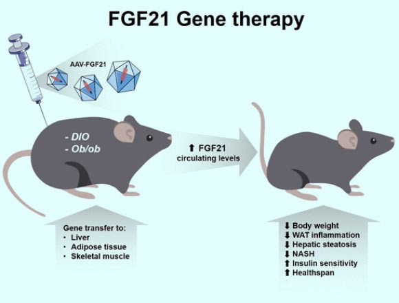Генотерапия лечит инсулинорезистентность и ожирение у мышей
