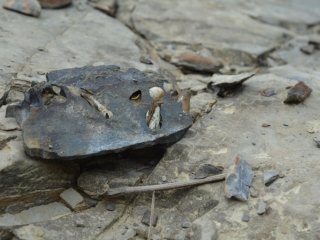 Изображение: Rock-boring mussels, Lignopholas fluminalis, in their clavate boringsю/G Bolotov, I.N., Aksenova, O.V., Bakken, T. et al. Discovery of a silicate rock-boring organism and macrobioerosion in fresh water. Nat Commun 9, 2882 (2018)