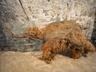 Мамонтенок Юка. Фото Валерия Плотникова