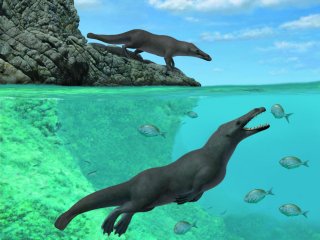 В Перу найдены останки древнего четвероного кита