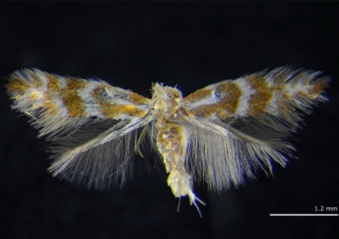 Взрослая особь Phyllonorycter ivani sp. n. © 2019 Natalia Kirichenko, Paolo Triberti, Carlos Lopez Vaamonde.