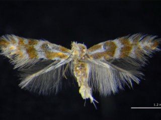 Взрослая особь Phyllonorycter ivani sp. n. © 2019 Natalia Kirichenko, Paolo Triberti, Carlos Lopez Vaamonde.