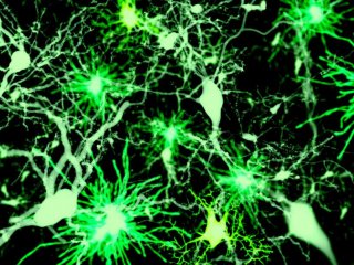 Генерация нейронов и астроцитов в развивающемся мозге