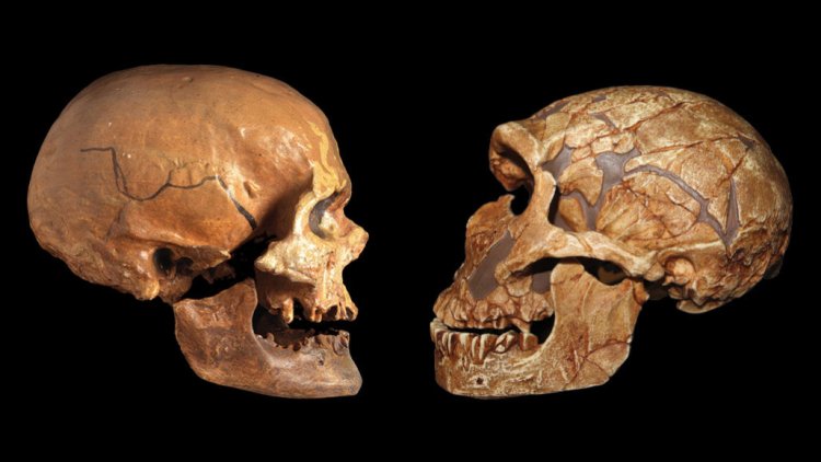 Современные африканцы имеют в геноме ДНК неандертальцев