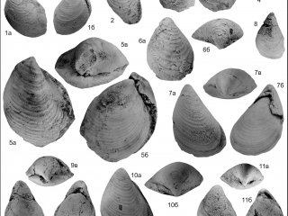 Ученые ИНГГ СО РАН изучили рязанские ископаемые остатки моллюсков, живших более 140 млн лет назад в древнем Среднерусском море
