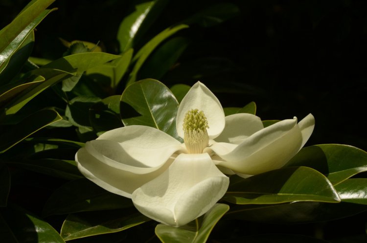 В Никитском саду – пик цветения магнолии крупноцветковой