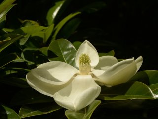 В Никитском саду – пик цветения магнолии крупноцветковой