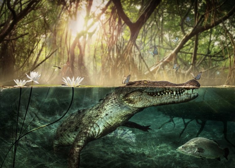 Древний череп возрастом 7 миллионов лет раскрывает происхождение американских крокодилов