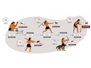 Исследование: два миллиона лет люди в основном питались мясом