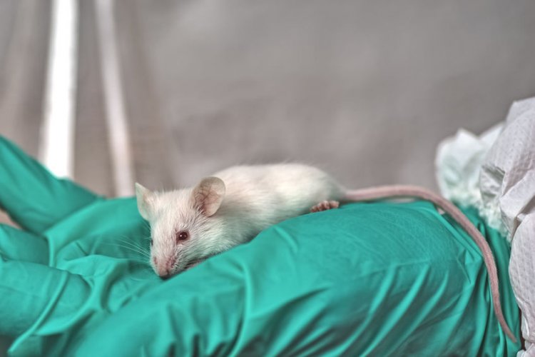 Ученые выясняют, как у мышей стареют мышцы