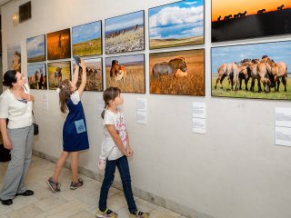 «Лошадь Пржевальского: последняя дикая лошадь на Земле»…