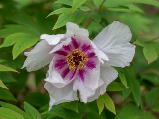 Майский Никитский сад радует цветением роз, пионов, глицинии и ирисов…