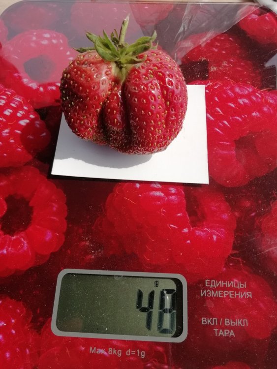 Максимальная масса ягоды сорта Первоклассница составила 48 г. Урожай 2019 года. 
