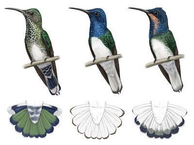 Low-Res_Artwork_plumage_Jillian-Ditner_Cornell-Lab-of-Ornithology. jpg